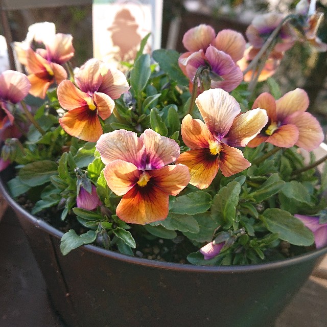 f:id:vento_kaorukaze:20220130232431j:image f:id:vento_kaorukaze:20220130232431j:image