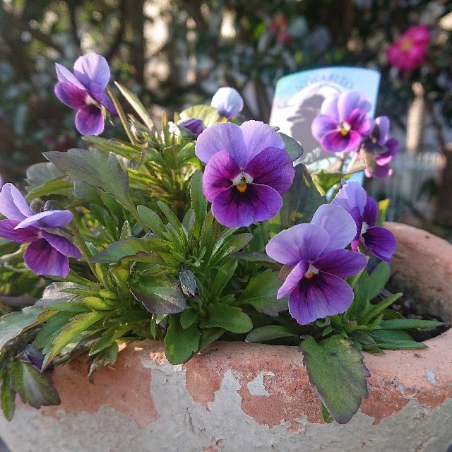 f:id:vento_kaorukaze:20220130232552j:image f:id:vento_kaorukaze:20220130232552j:image