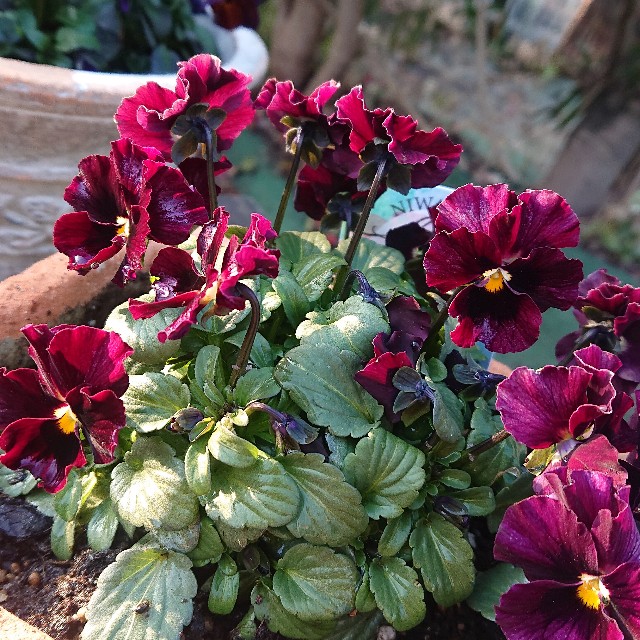 f:id:vento_kaorukaze:20220130232704j:image f:id:vento_kaorukaze:20220130232704j:image