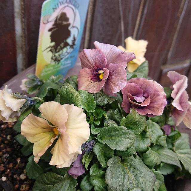 f:id:vento_kaorukaze:20220207215742j:image f:id:vento_kaorukaze:20220207215742j:image