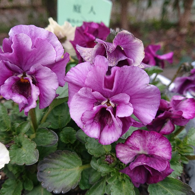 f:id:vento_kaorukaze:20220207215813j:image f:id:vento_kaorukaze:20220207215813j:image