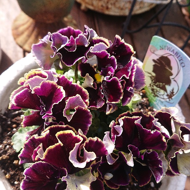 f:id:vento_kaorukaze:20220207220048j:image f:id:vento_kaorukaze:20220207220048j:image