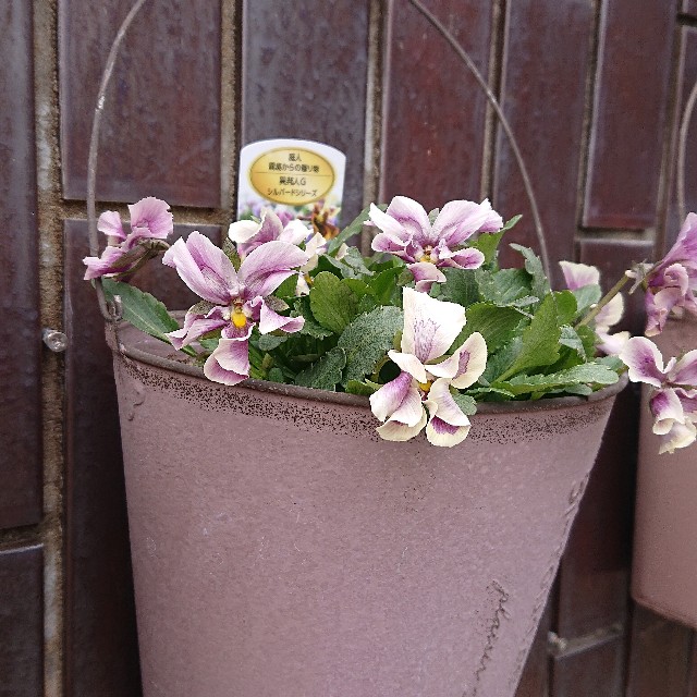 f:id:vento_kaorukaze:20220207220102j:image f:id:vento_kaorukaze:20220207220102j:image