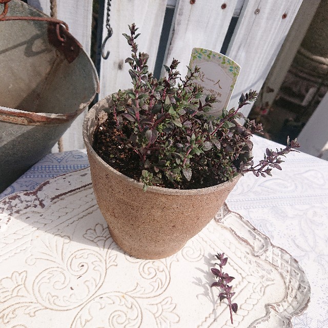 f:id:vento_kaorukaze:20220207220118j:image f:id:vento_kaorukaze:20220207220118j:image