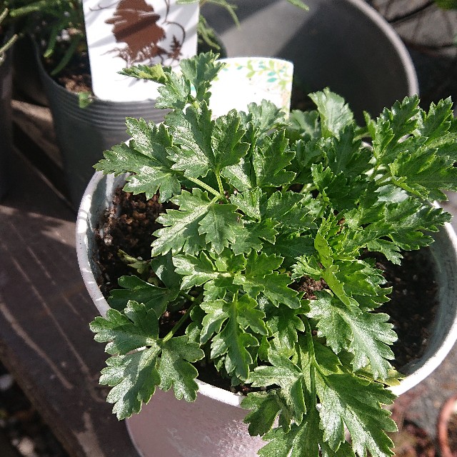 f:id:vento_kaorukaze:20220207220131j:image f:id:vento_kaorukaze:20220207220131j:image