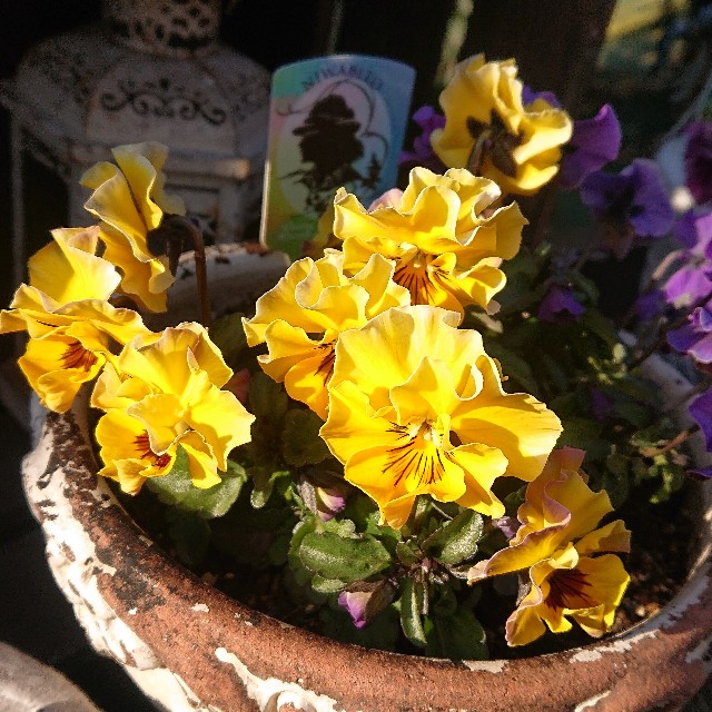 f:id:vento_kaorukaze:20220207220147j:image f:id:vento_kaorukaze:20220207220147j:image