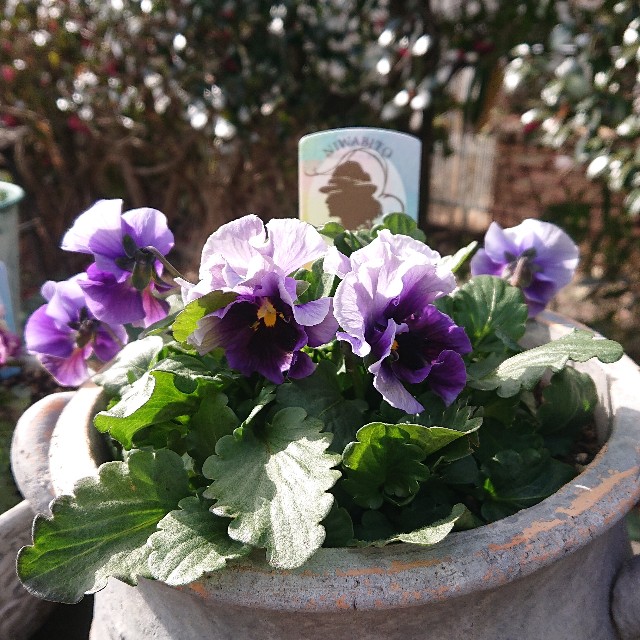 f:id:vento_kaorukaze:20220207220309j:image f:id:vento_kaorukaze:20220207220309j:image