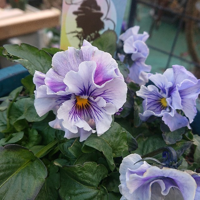 f:id:vento_kaorukaze:20220207220325j:image f:id:vento_kaorukaze:20220207220325j:image