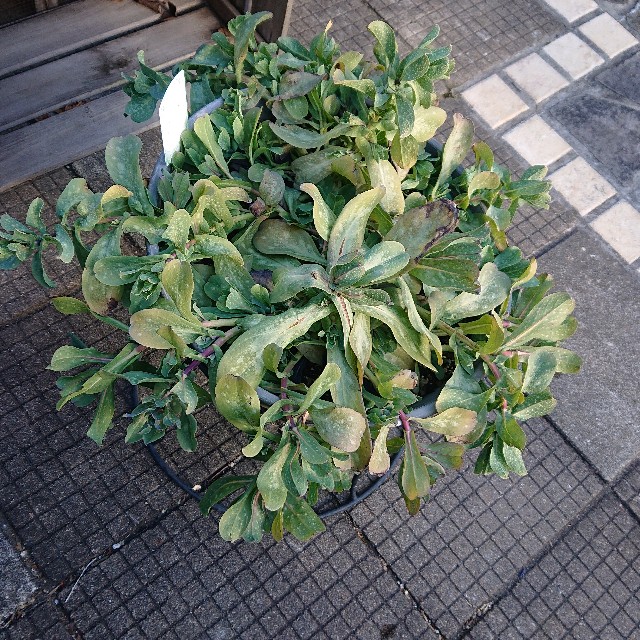 f:id:vento_kaorukaze:20220207220337j:image f:id:vento_kaorukaze:20220207220337j:image