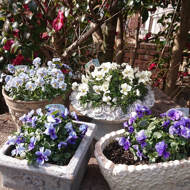 f:id:vento_kaorukaze:20220207220450j:image f:id:vento_kaorukaze:20220207220450j:image