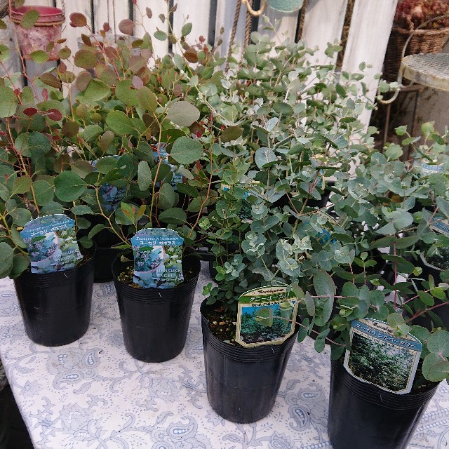 f:id:vento_kaorukaze:20220207220529j:image f:id:vento_kaorukaze:20220207220529j:image