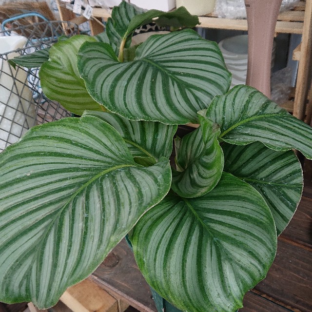 f:id:vento_kaorukaze:20220207220545j:image f:id:vento_kaorukaze:20220207220545j:image