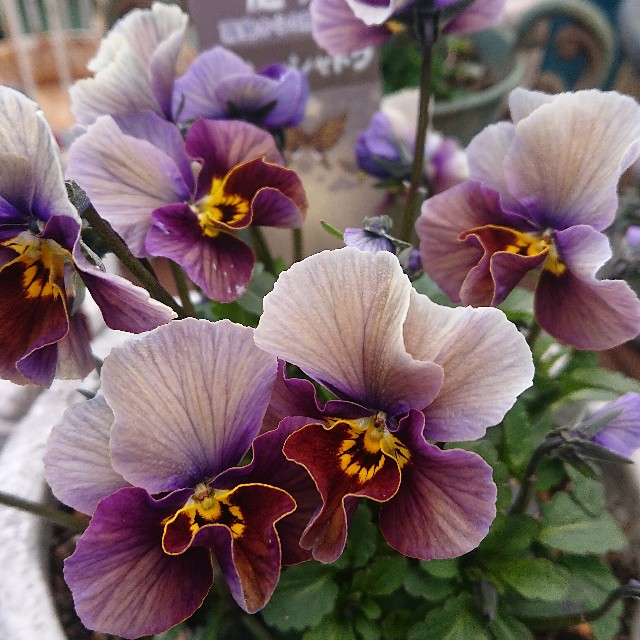 f:id:vento_kaorukaze:20220207220647j:image f:id:vento_kaorukaze:20220207220647j:image