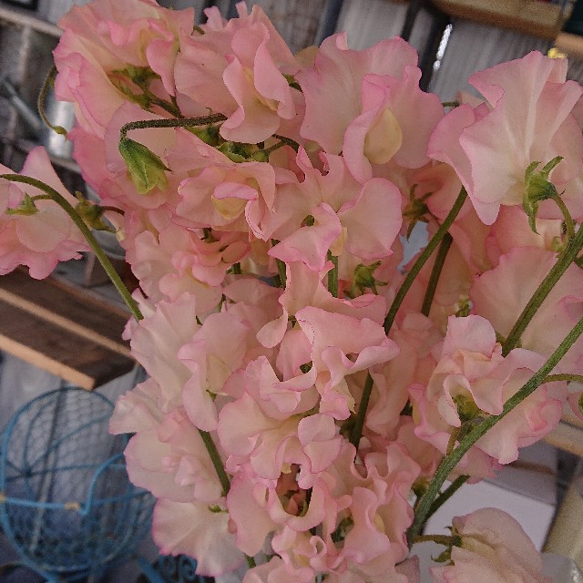 f:id:vento_kaorukaze:20220217003948j:image f:id:vento_kaorukaze:20220217003948j:image