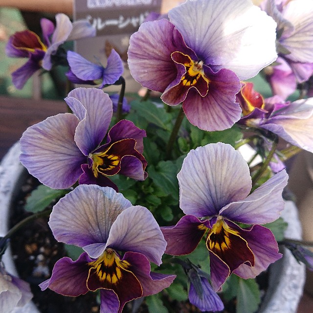 f:id:vento_kaorukaze:20220219004339j:image f:id:vento_kaorukaze:20220219004339j:image