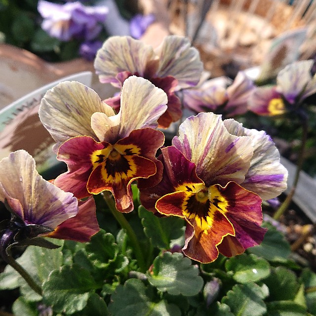 f:id:vento_kaorukaze:20220219005857j:image f:id:vento_kaorukaze:20220219005857j:image