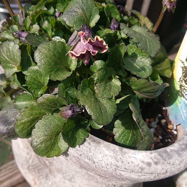 f:id:vento_kaorukaze:20220219005919j:image f:id:vento_kaorukaze:20220219005919j:image