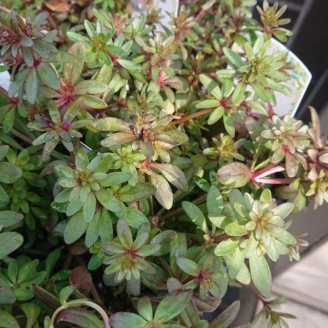 f:id:vento_kaorukaze:20220219010426j:image