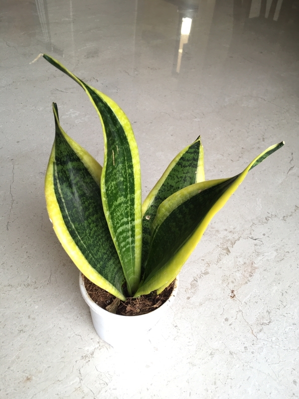 f:id:vento_str:20190330205133j:plain
