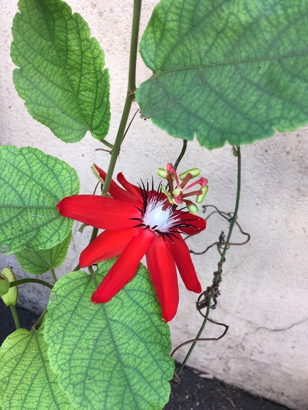 f:id:vento_str:20190407194446j:plain f:id:vento_str:20190407194446j:plain