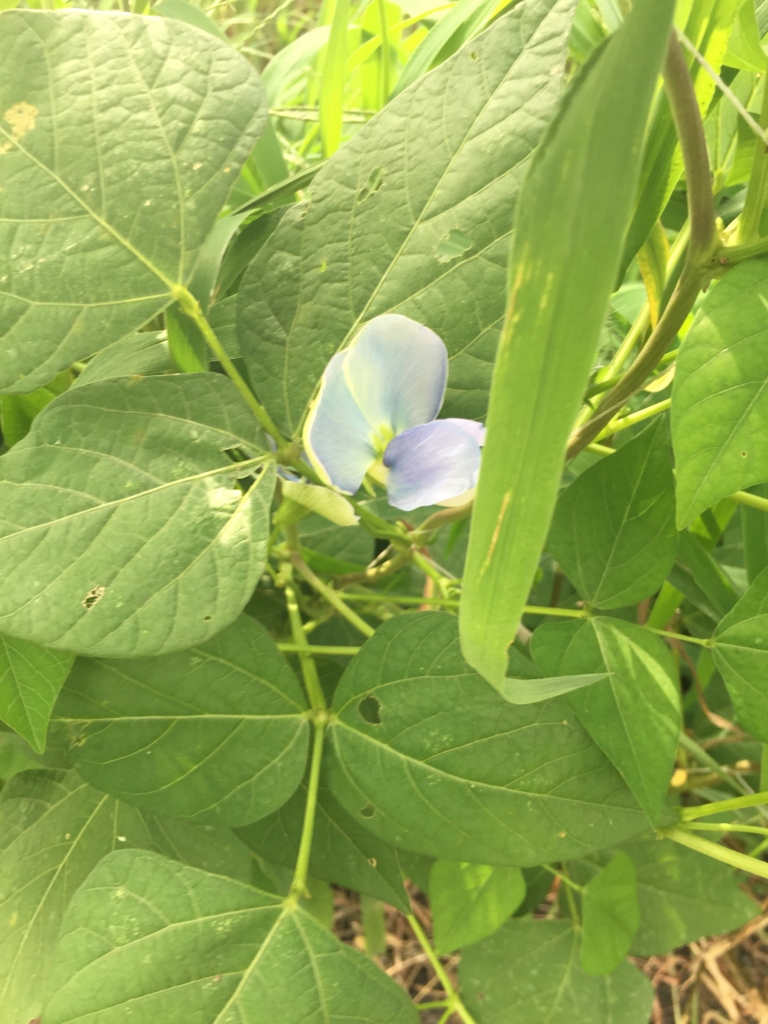 f:id:venusbreeze:20160728155307j:plain f:id:venusbreeze:20160728155307j:plain