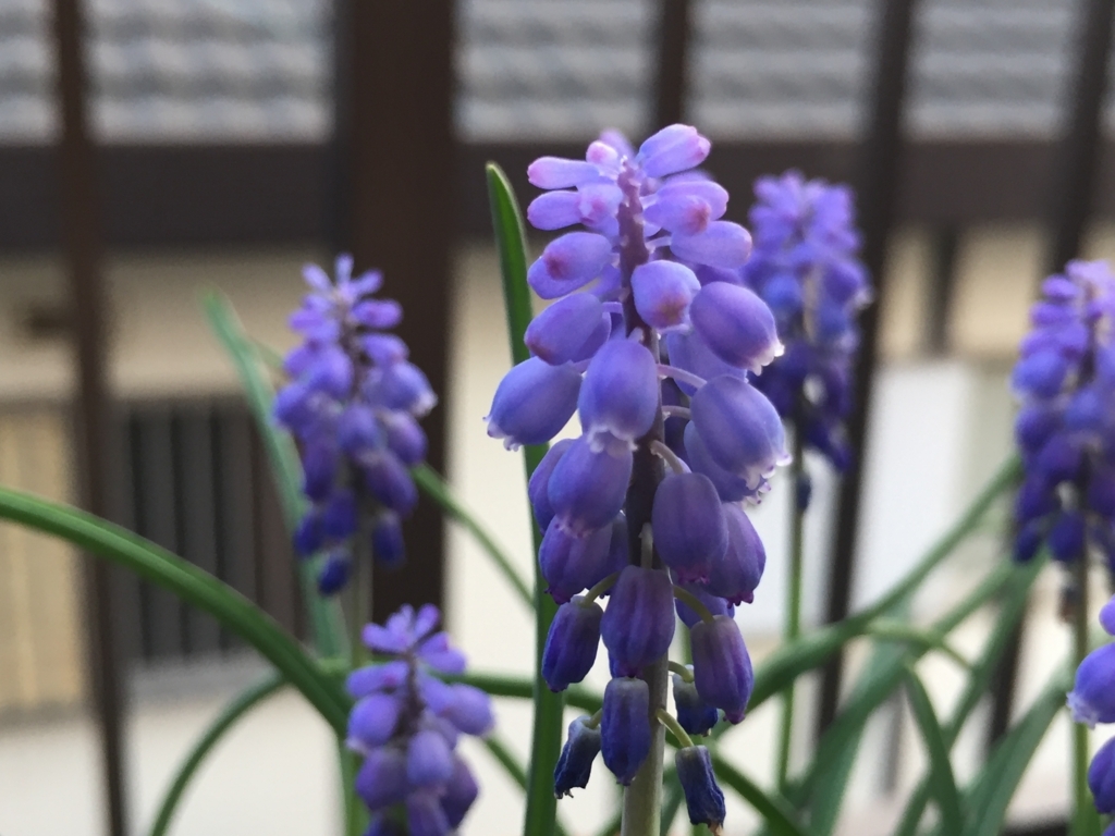 f:id:venusbreeze:20180402172145j:plain