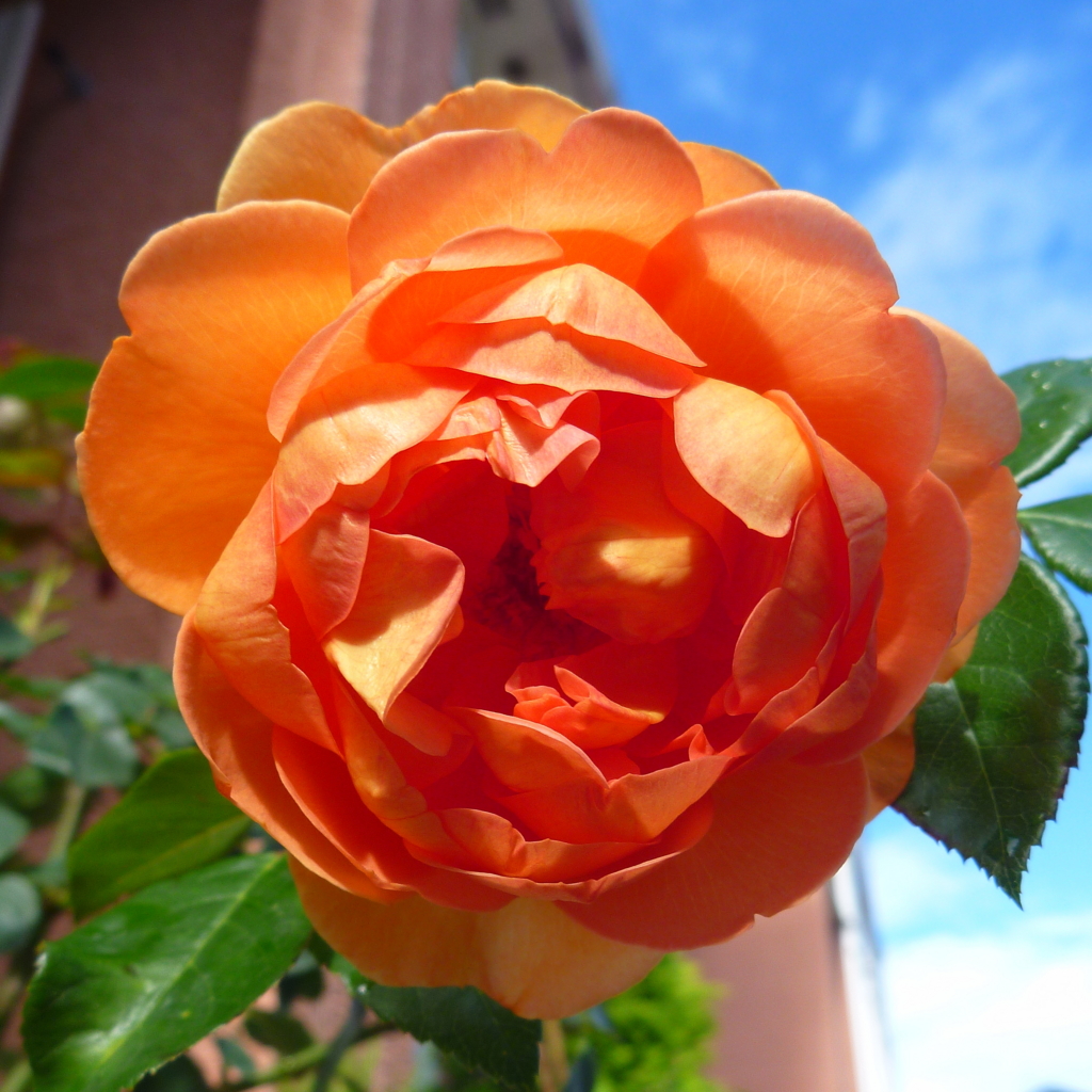 f:id:verandarosegarden:20160617085150j:plain