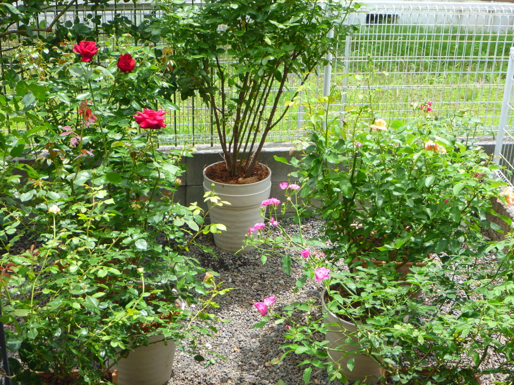 f:id:verandarosegarden:20160625124116j:plain