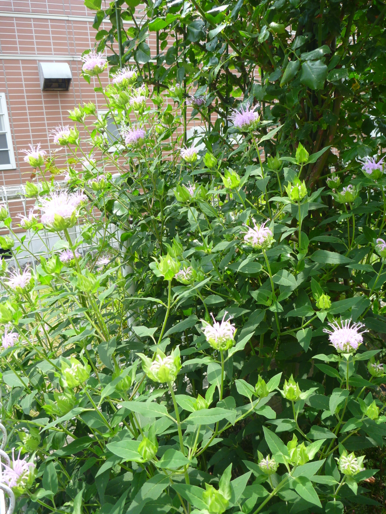 f:id:verandarosegarden:20160701115329j:plain f:id:verandarosegarden:20160701115329j:plain