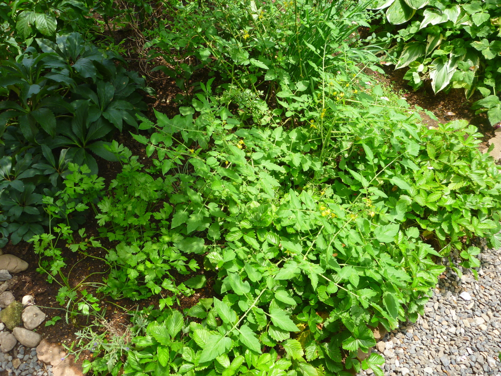 f:id:verandarosegarden:20160701181823j:plain f:id:verandarosegarden:20160701181823j:plain