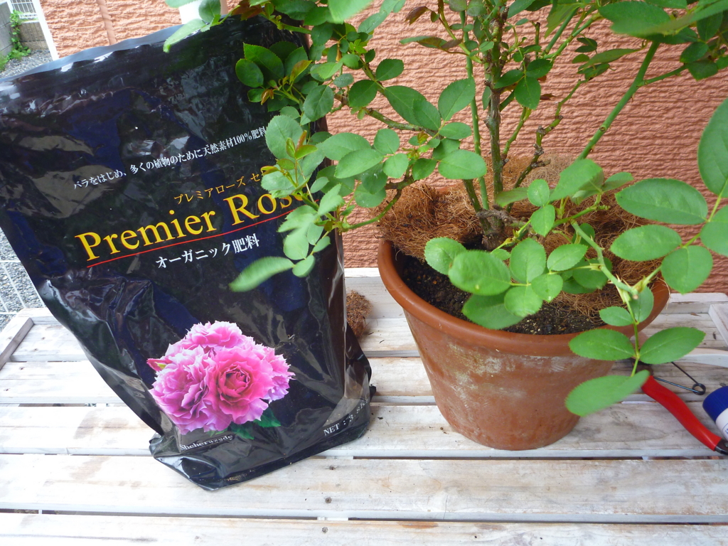 f:id:verandarosegarden:20160816065410j:plain