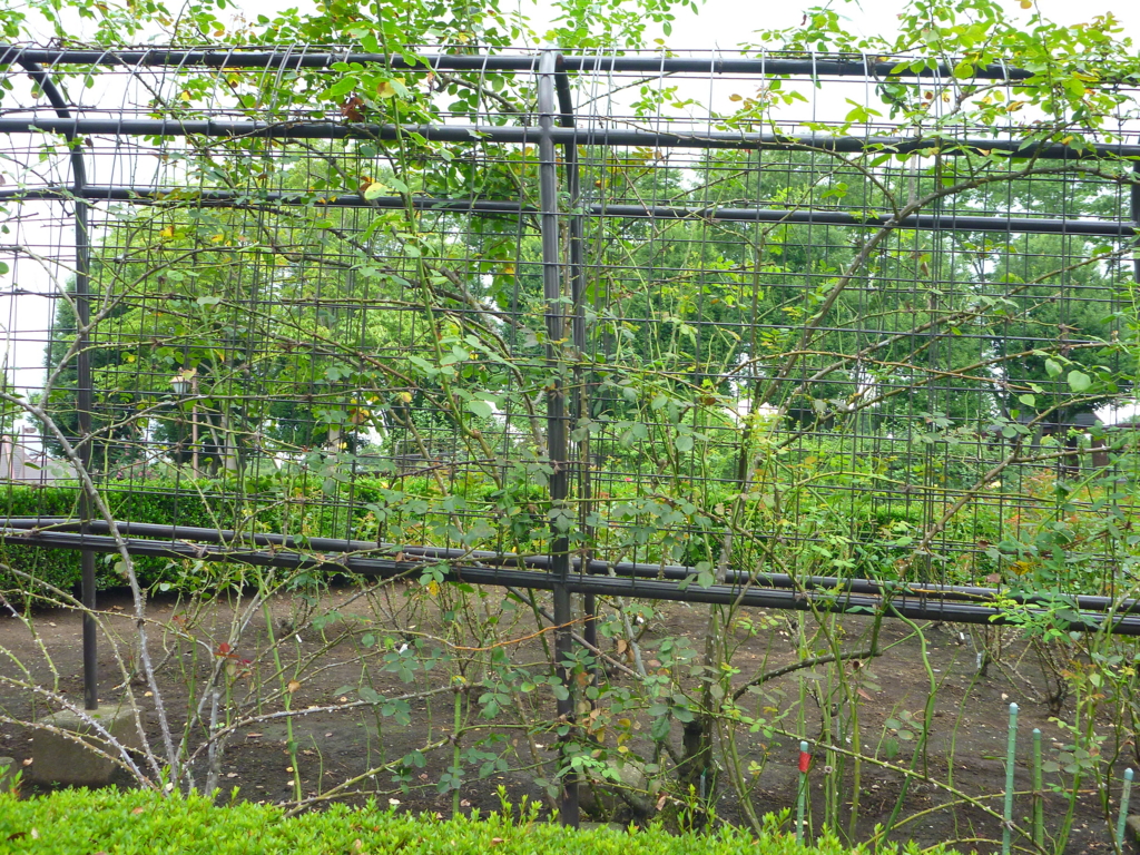 f:id:verandarosegarden:20160819081154j:plain f:id:verandarosegarden:20160819081154j:plain