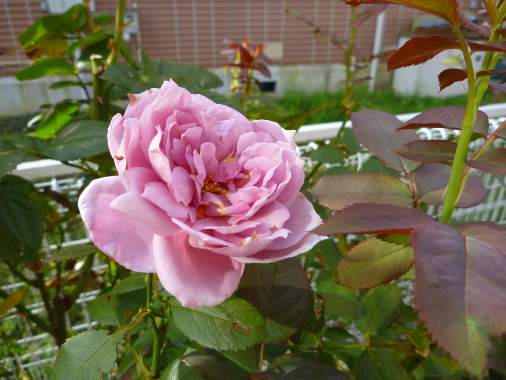 f:id:verandarosegarden:20161004084437j:plain f:id:verandarosegarden:20161004084437j:plain