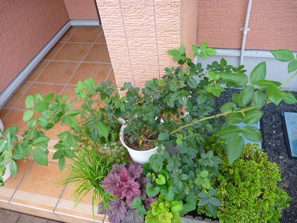 f:id:verandarosegarden:20161004091505j:plain f:id:verandarosegarden:20161004091505j:plain