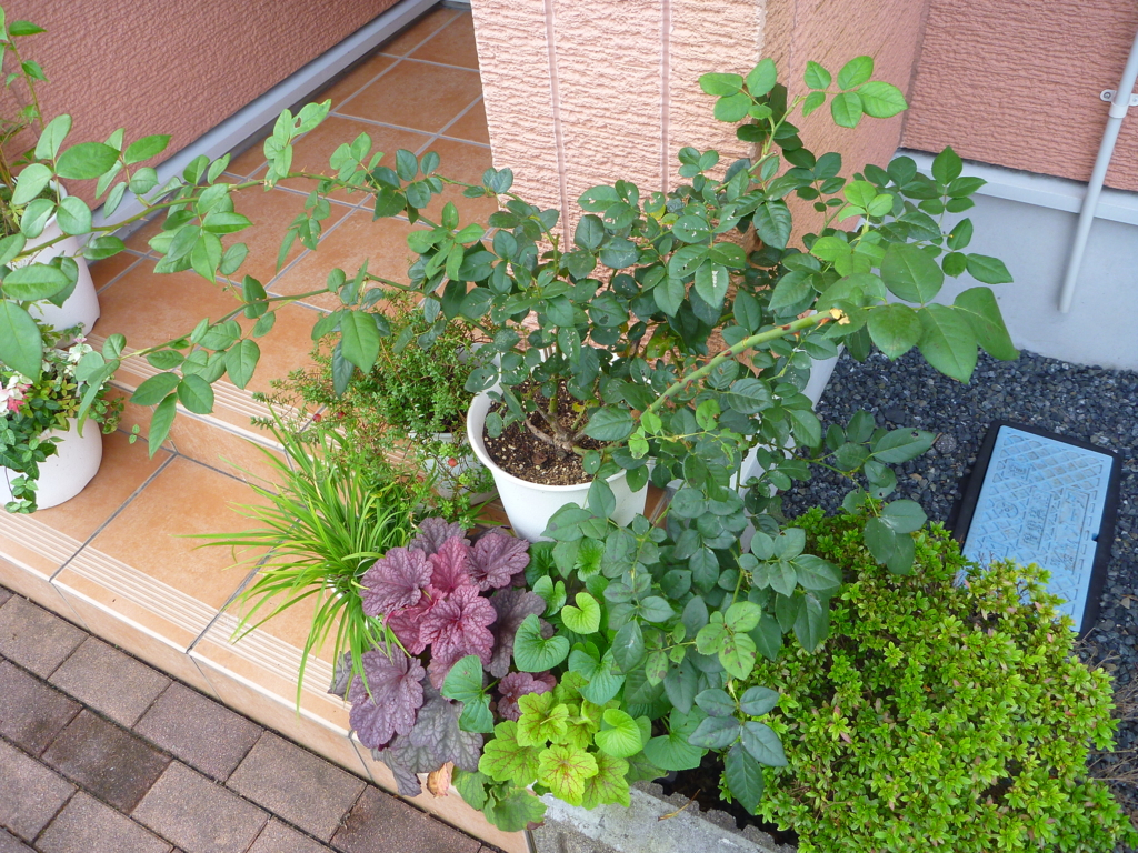 f:id:verandarosegarden:20161004091757j:plain f:id:verandarosegarden:20161004091757j:plain