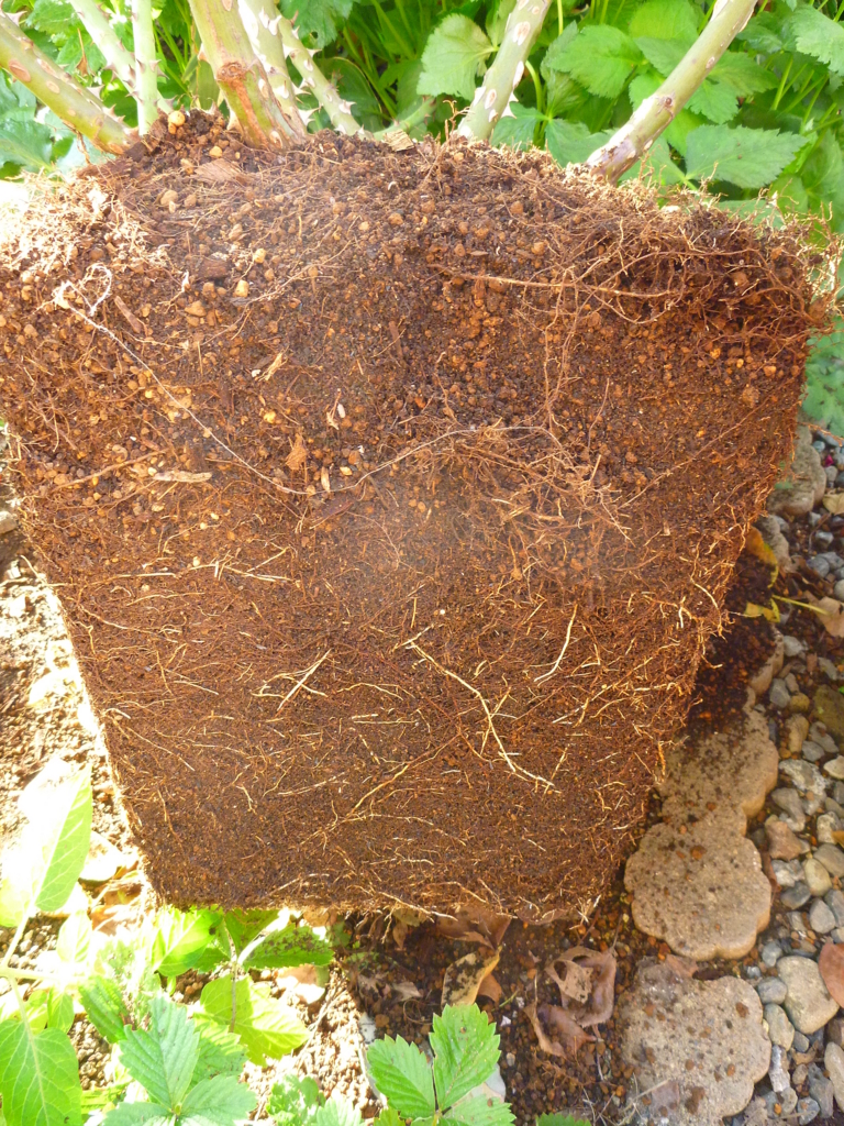 f:id:verandarosegarden:20161016091309j:plain