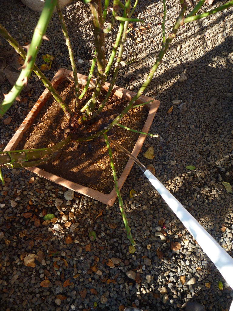 f:id:verandarosegarden:20161016092404j:plain