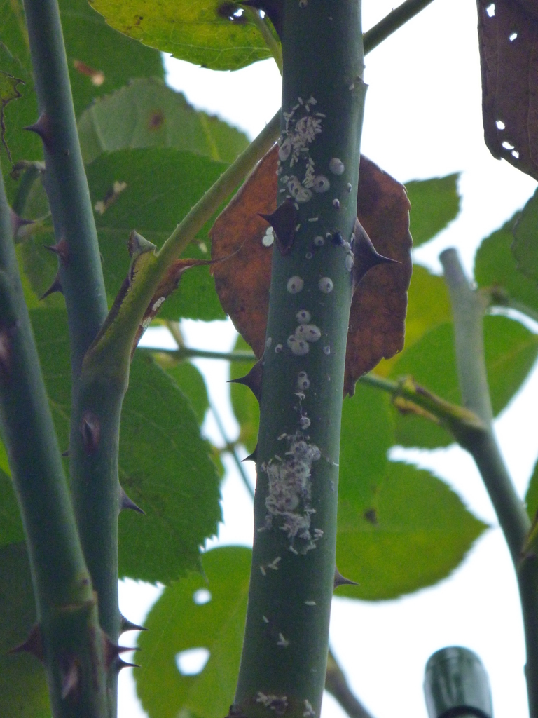 f:id:verandarosegarden:20161022121927j:plain