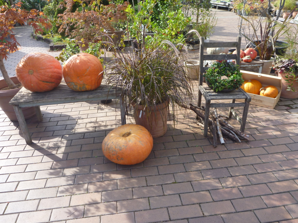 f:id:verandarosegarden:20161031202809j:plain