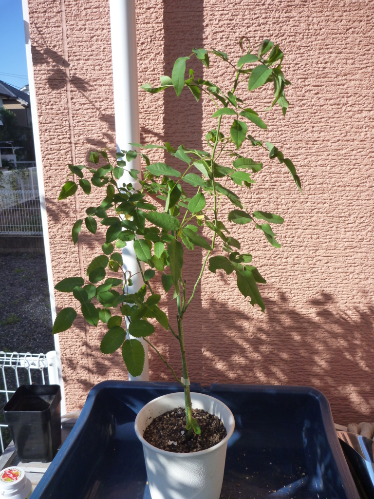 f:id:verandarosegarden:20161103111000j:plain f:id:verandarosegarden:20161103111000j:plain