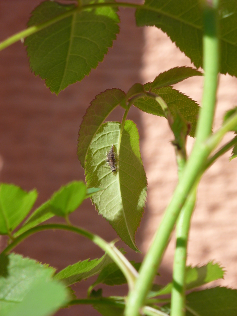 f:id:verandarosegarden:20161103111409j:plain f:id:verandarosegarden:20161103111409j:plain