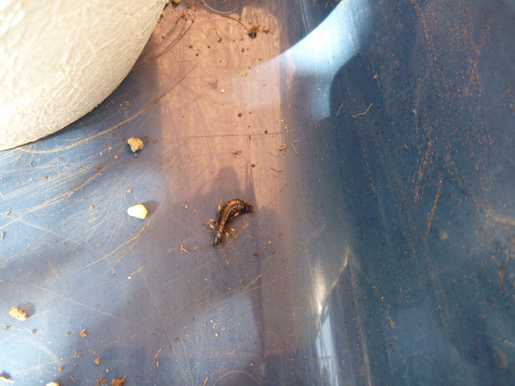 f:id:verandarosegarden:20161103111807j:plain f:id:verandarosegarden:20161103111807j:plain