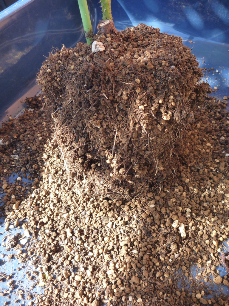 f:id:verandarosegarden:20161103111939j:plain f:id:verandarosegarden:20161103111939j:plain