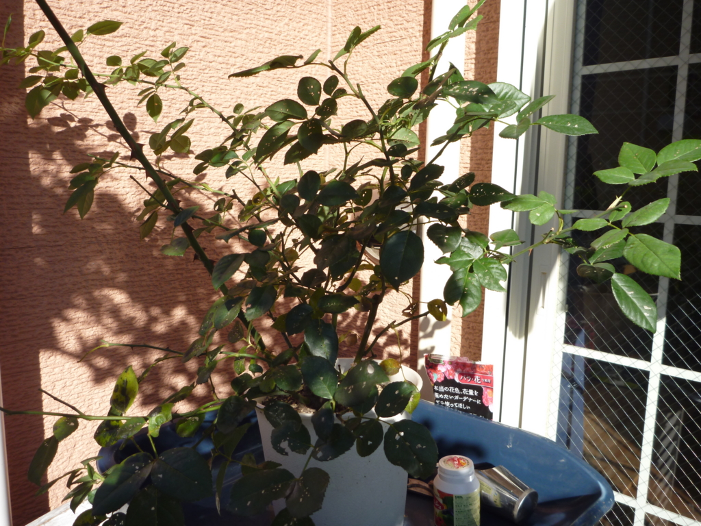 f:id:verandarosegarden:20161104093831j:plain