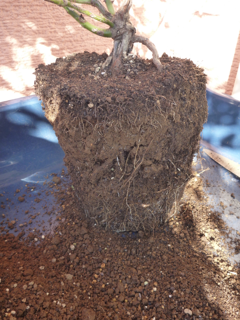 f:id:verandarosegarden:20161104094007j:plain