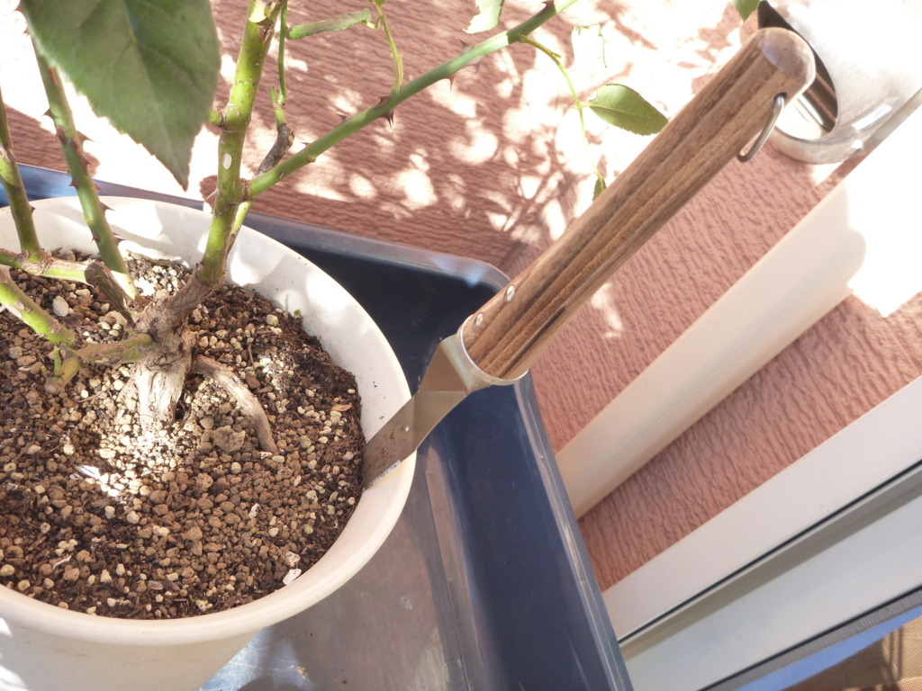 f:id:verandarosegarden:20161104094204j:plain