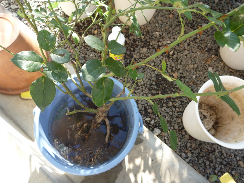 f:id:verandarosegarden:20161104094638j:plain