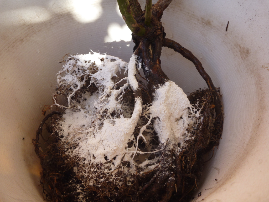 f:id:verandarosegarden:20161104094727j:plain