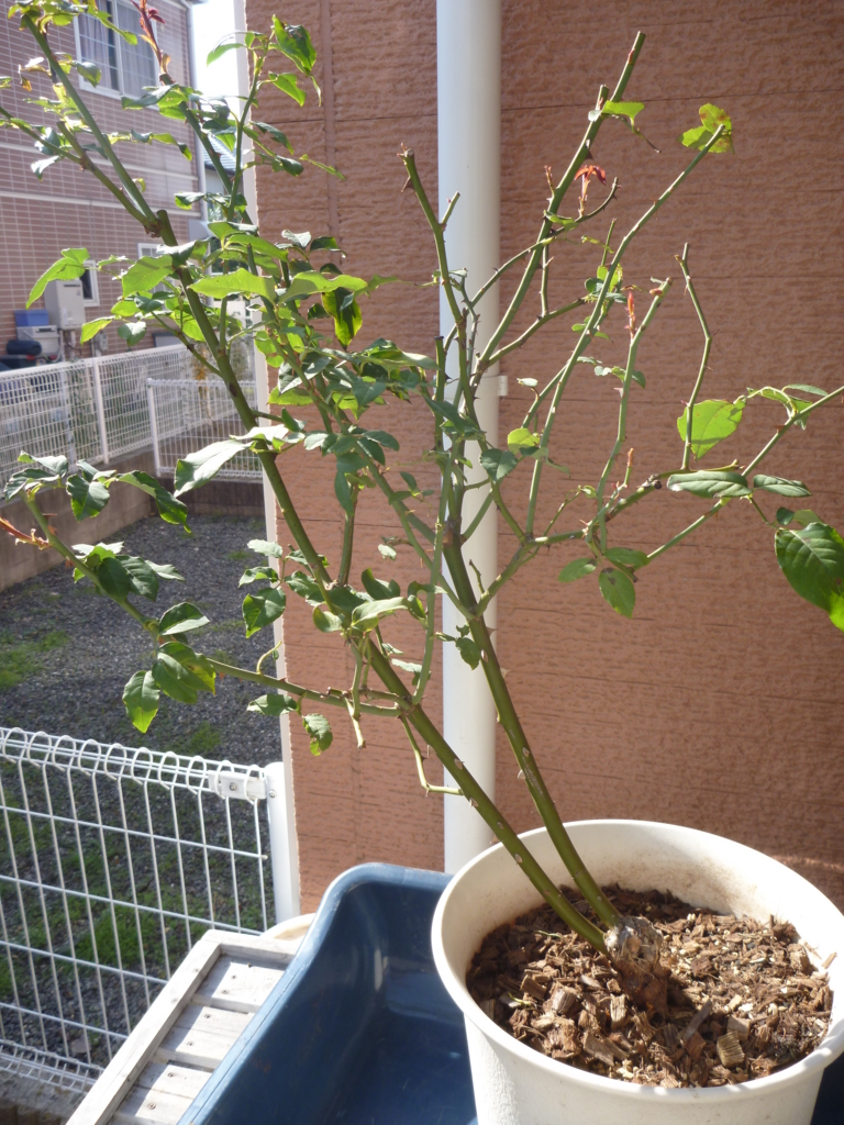 f:id:verandarosegarden:20161107182653j:plain f:id:verandarosegarden:20161107182653j:plain