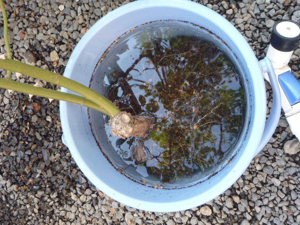 f:id:verandarosegarden:20161107183306j:plain f:id:verandarosegarden:20161107183306j:plain